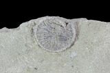 Crinoid Plate ( species) - Crawfordsville, Indiana #94828-1